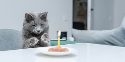 kattennamen geïnspireerd door eten en drinken