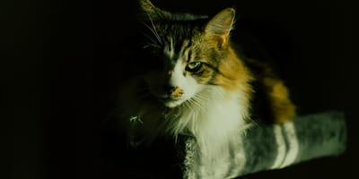 kattennamen geïnspireerd door films