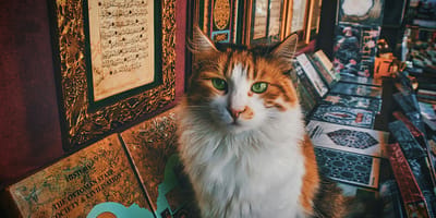 kattennamen geïnspireerd door historische figuren