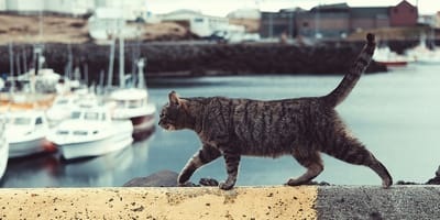 kattennamen geïnspireerd op beroemde katten