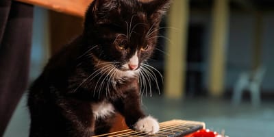 kattennamen geïnspireerd op muziek