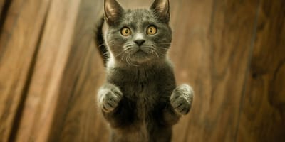 kattennamen geïnspireerd op superhelden