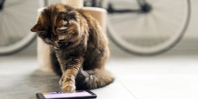 kattennamen geïnspireerd op videogames