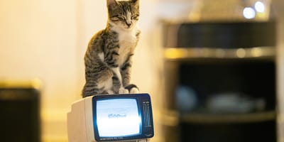 kattennamen uit tv-series