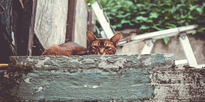 kattennamen voor bruine katten
