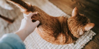kattennamen voor cinnamon katten