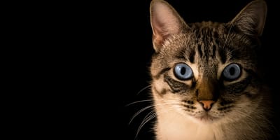 kattennamen voor Cyperse kat