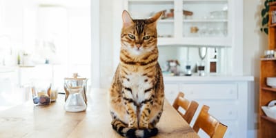 kattennamen voor fawnkleurige katten
