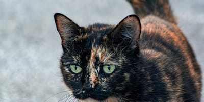 kattennamen voor schildpadkatten