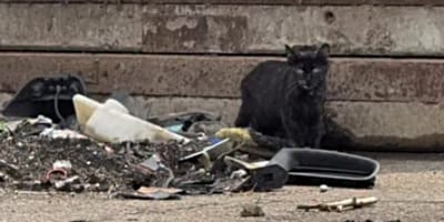 Katze auf dem Kölner Großmarkt-Gelände