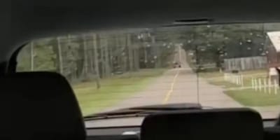 Gato en el asiento trasero