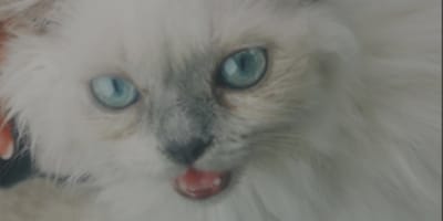 Katze aus Hitzeauto gerettet