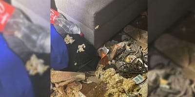Katze aus Messie-Wohnung gerettet