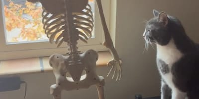 Katze betrachtet Deko-Skelett