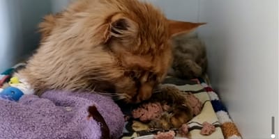 Gato comiendo pienso