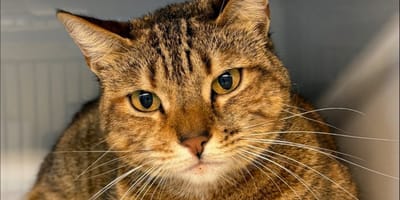 Katze Gany