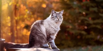 Katze im Herbst
