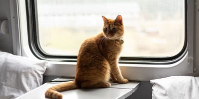Katze im Zug