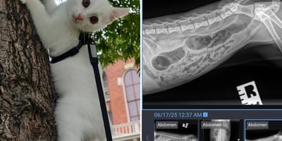 Kat in een boom en röntgenfoto's