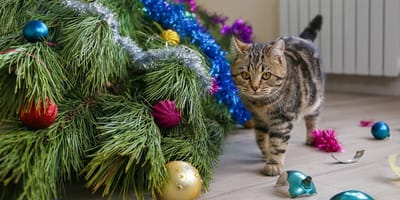Katze in Weihnachtskarton