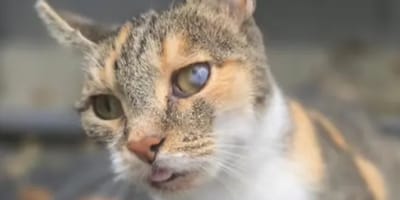 Katze Juli