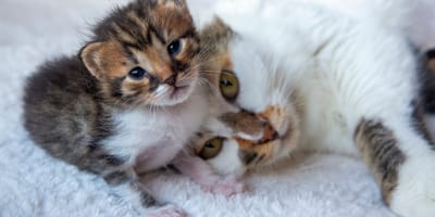 Katze kuschelt mit einem Katzenbaby