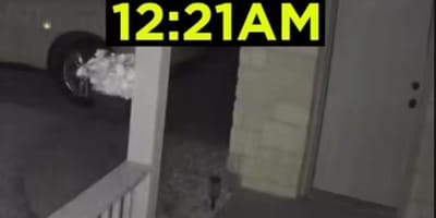 Katze macht nächtlichen Ausflug