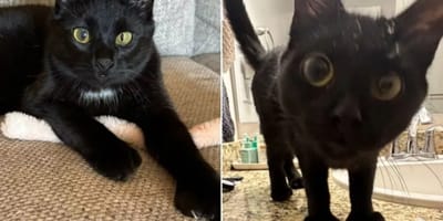 Katze Marty