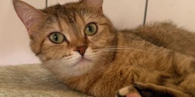 Katze Mini