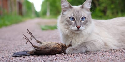 Katze mit gejagtem Vogel