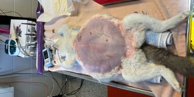 Kat met pyometra