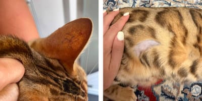 Katze mit rasierter Stelle und Hakenkreuz im Ohr
