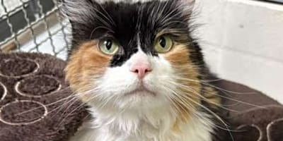Katze Molly