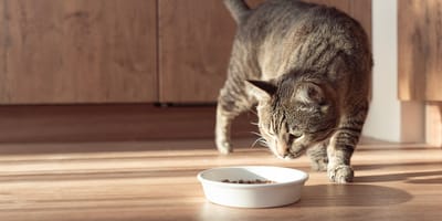 Katze schleicht um Futternapf herum