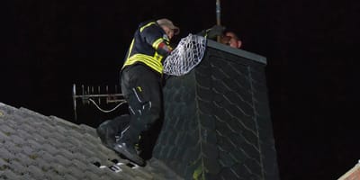 Katze sitzt im Kamin fest