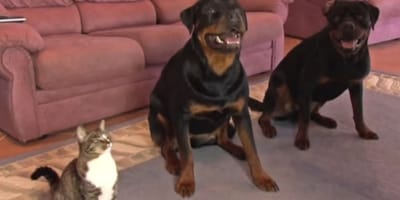 Gata sentada junto a dos rottweiler