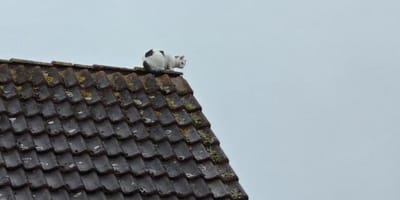 Katze sitzt seit 48 Stunden auf Dachfirst fest