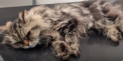 Katze Smokey