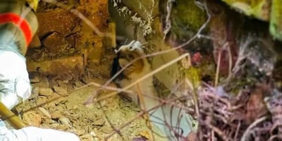 Katze steckt in engem Spalt fest