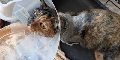 Katze Tessy nach der Amputation