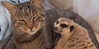 Katze und Erdmännchen kuscheln miteinander