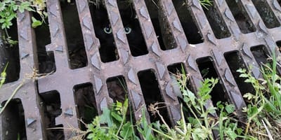Katten gevangen in een waterafvoer
