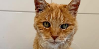 Katzen-Omi "Rübe"