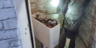 Katzen-Rettung in der Toilette