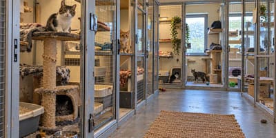 Katzenabteilung im Tierheim