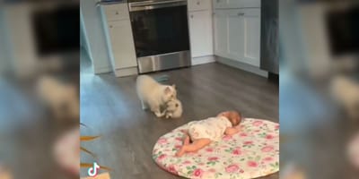 Une maman chatte attrape son chaton par le cou