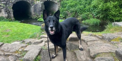 Kenai le chien