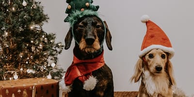 Kerstfotoshoot in Deventer bij Hashteckel