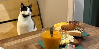 Kinderen niet meer welkom in kattencafe in Leiden