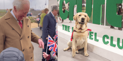 King Charles and a Labrador Retriever